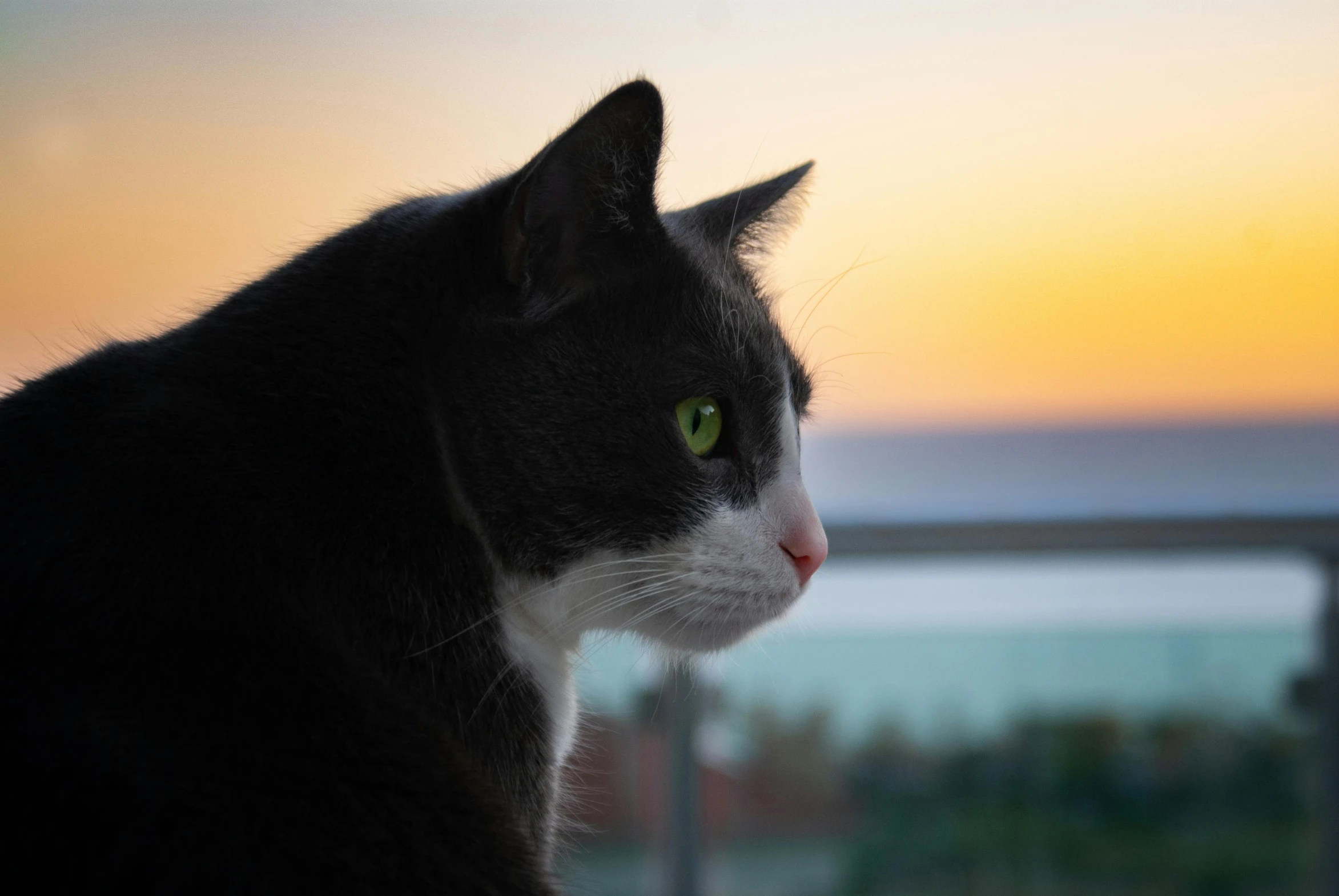 a black and white cat sitting on top of a window sill, by Niko Henrichon, pexels contest winner, realism, looking at sunset, profile close-up view, looking out over the sea, magnificent oval face