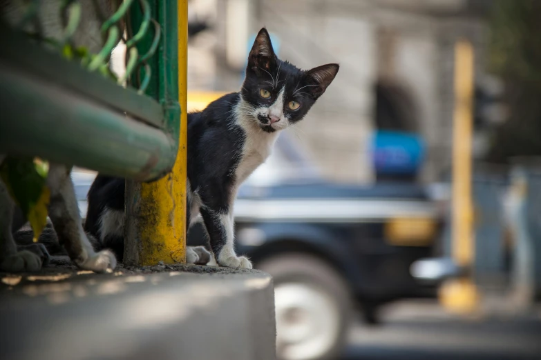 a black and white cat sitting on the side of a road, streets of mumbai, max dennison, getty images, fan favorite