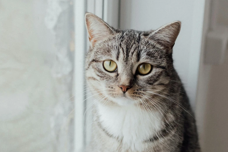a close up of a cat sitting on a window sill, trending on pexels, short light grey whiskers, looking up at camera, instagram post, taken with sony alpha 9