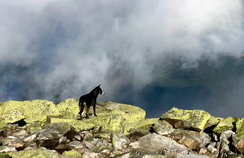 a black dog on green rocks near water