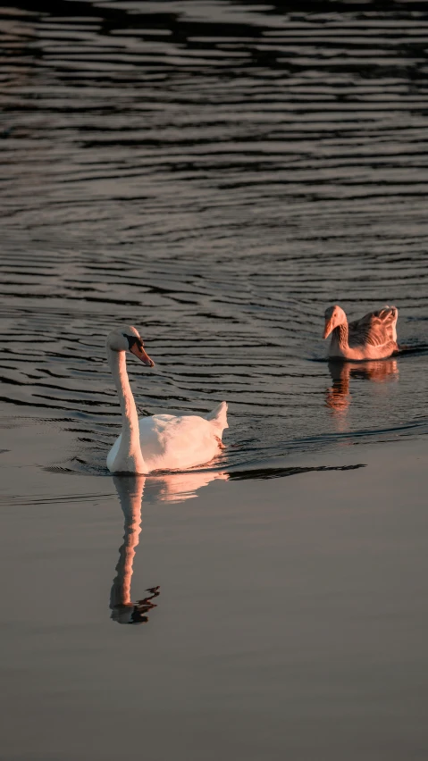 a couple of swans swimming on top of a lake, by Jan Tengnagel, pexels contest winner, filtered evening light, today\'s featured photograph 4k, 8k 50mm iso 10, high quality photo