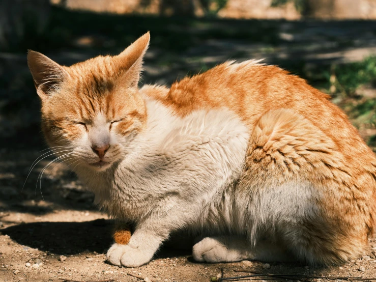an orange and white cat sitting on the ground, unsplash, renaissance, in the sun, we're all very tired, wrinkled, local conspirologist