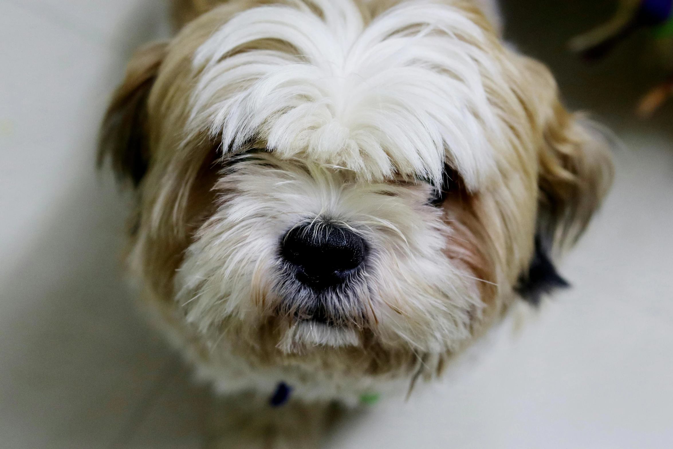 a brown and white dog sitting on top of a white floor, ap photo, face close - up, shih tzu, taken with sony alpha 9