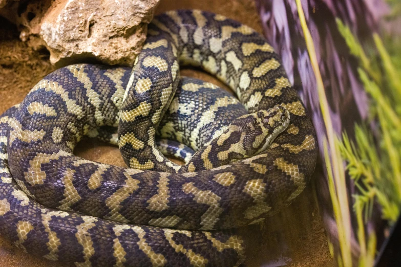 a close up of a snake in a cage, by Gwen Barnard, trending on pexels, bumpy mottled skin, two male, an intricate, african sybil