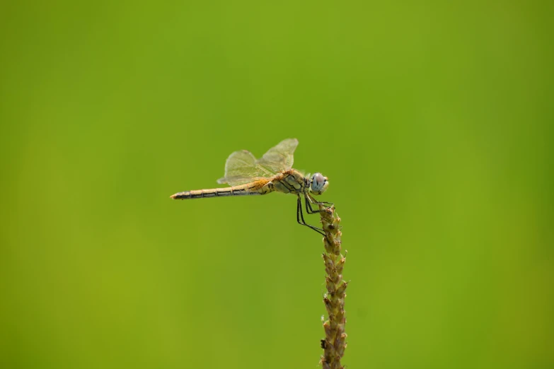 a dragonfly sitting on top of a plant, a macro photograph, pexels contest winner, hurufiyya, on a yellow canva, hd footage, slight overcast weather, #green