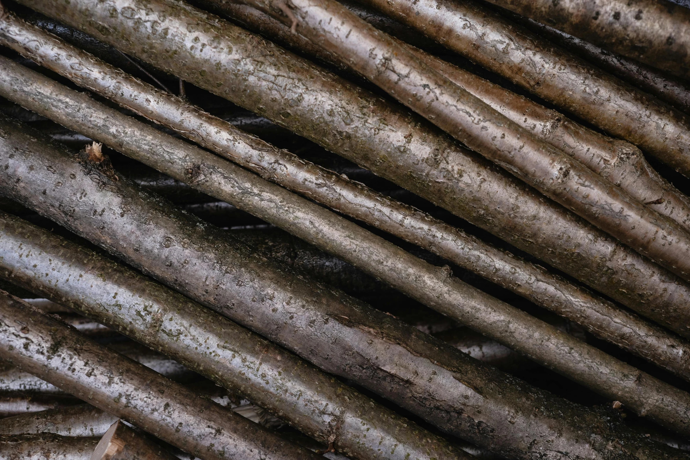 a close up of a pile of tree branches, an album cover, utility, carbon, woodpunk, thumbnail