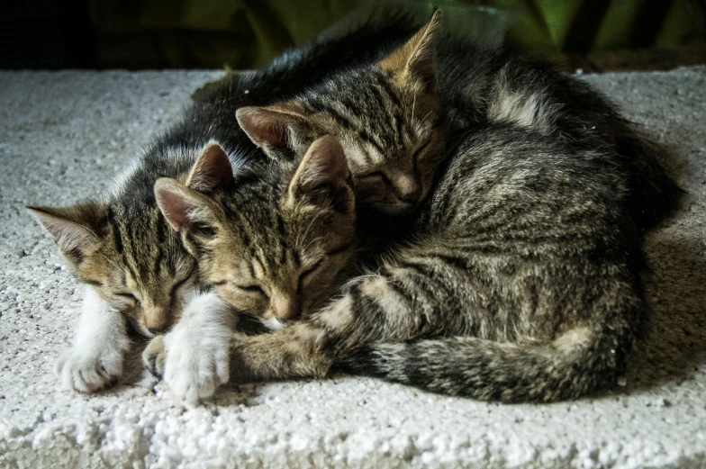 a couple of cats laying on top of each other, pexels contest winner, sleepers, instagram post, rule of three, a small