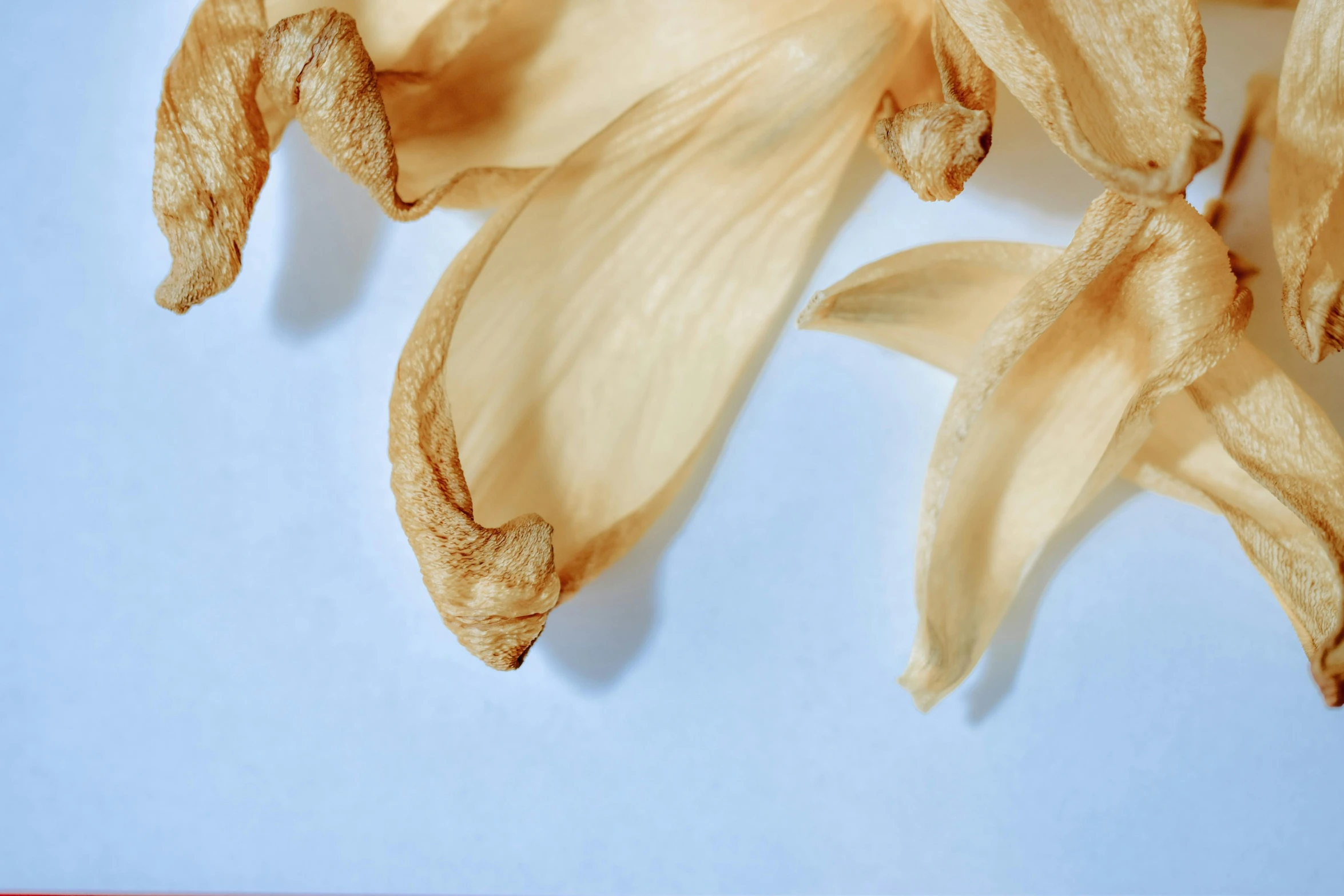 a couple of brown flowers on a blue surface