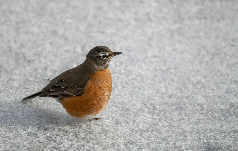 a small bird standing on top of a snow covered ground, by Greg Rutkowski, pexels contest winner, on the concrete ground, mid 2 0's female, tanned, high resolution photo