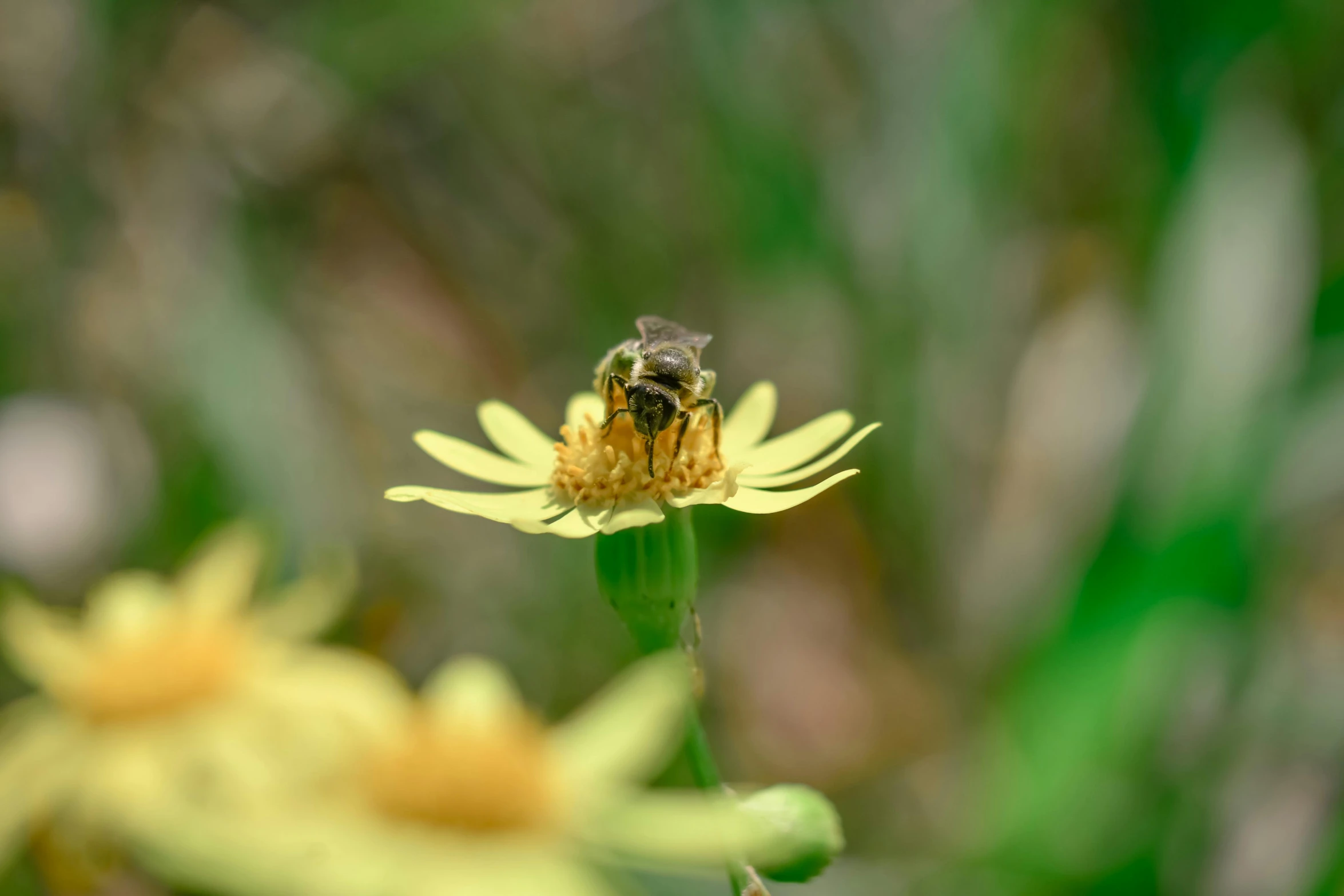 a bee sitting on top of a yellow flower, by Samuel Washington Weis, pexels contest winner, renaissance, in the middle of a small colony, a green, slide show, australian wildflowers