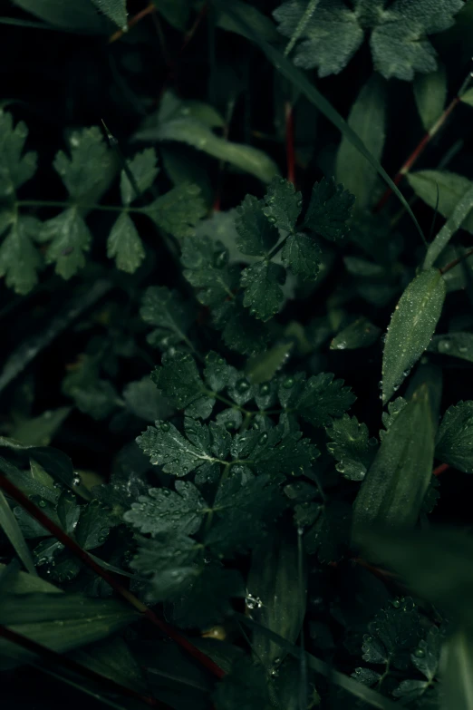 a yellow fire hydrant sitting on top of a lush green field, a macro photograph, inspired by Elsa Bleda, knees tucked in | rain falls, microchip leaves, on a black background, herbs