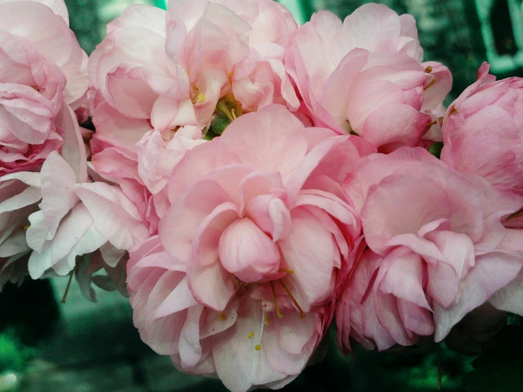 three large pink flowers with some green leaves