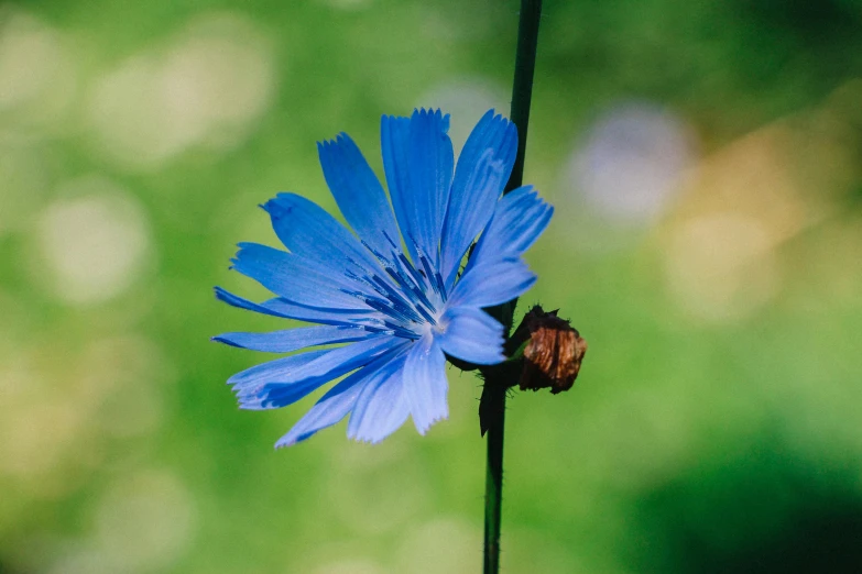 a close up of a blue flower on a stem, meadows, fan favorite, medium blue, exterior shot