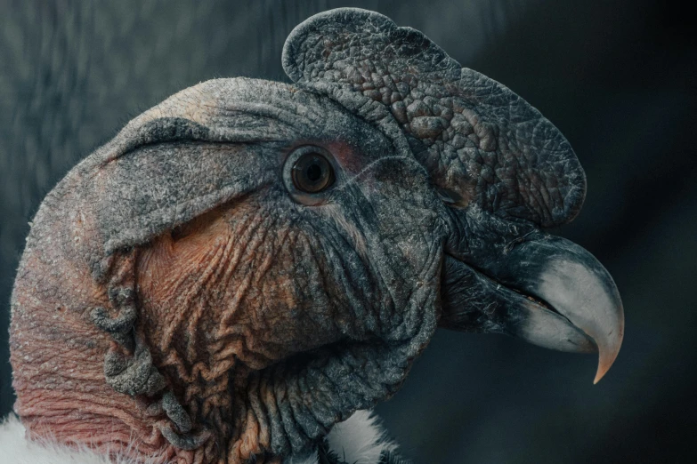 a close up of a bird with a very long beak, a digital rendering, inspired by Filip Hodas, chrome skeksis, unsplash photo contest winner, grey, parrot on head