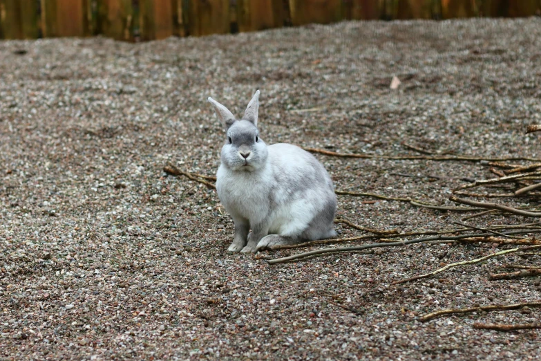 a rabbit that is sitting in the dirt, white and grey, vacation photo, electrixbunny, beautiful animal pearl queen