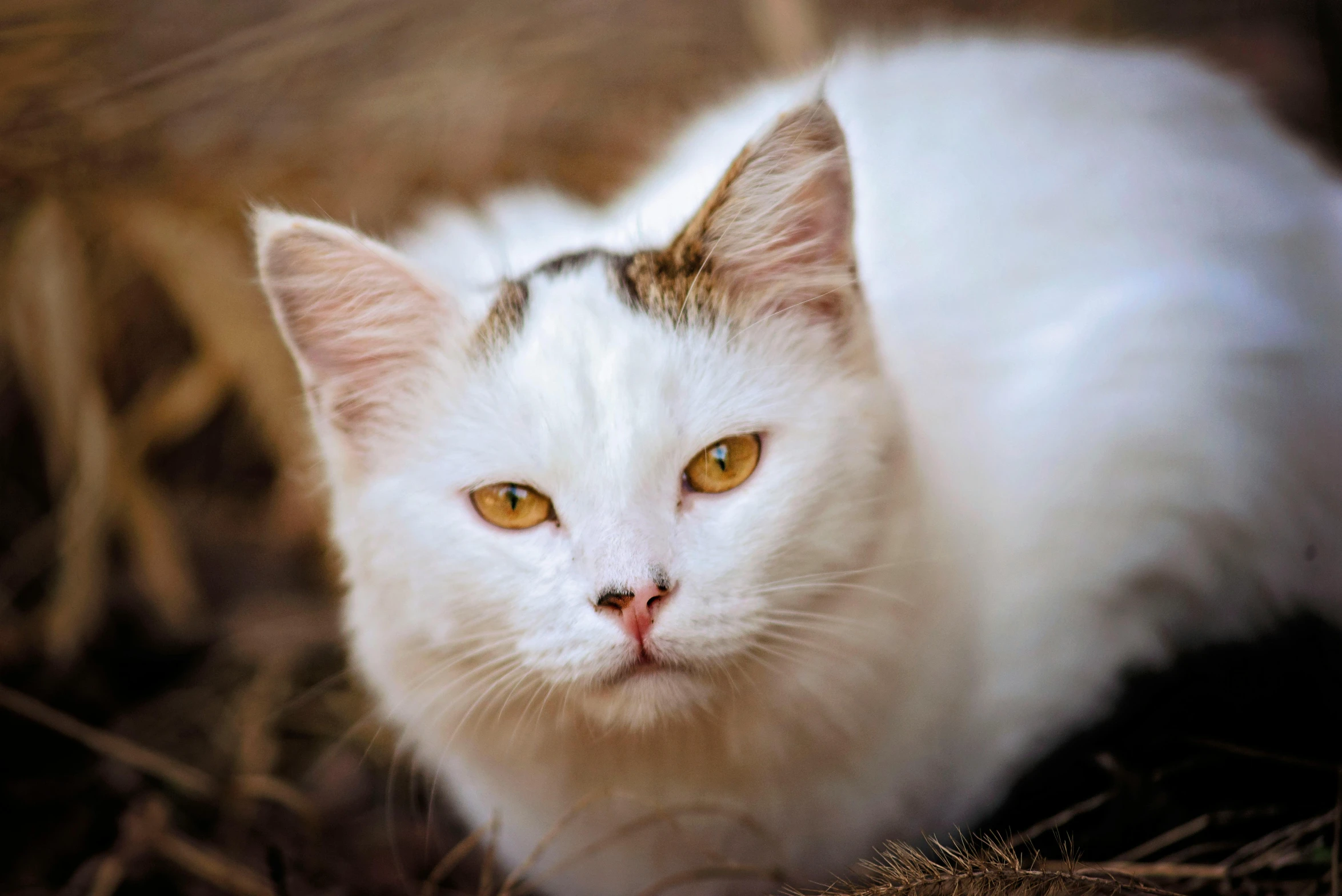 a white cat sitting on top of a pile of hay, a portrait, by Julia Pishtar, pexels contest winner, white and orange, gold and white eyes, warrior cats book series, breathtaking face