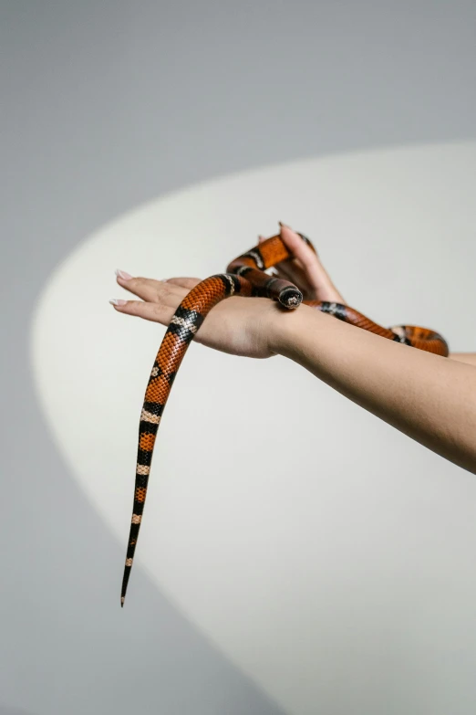 a person holding a snake in their hand, inspired by Anna Füssli, trending on pexels, photorealism, tiger stripes, long antennae, on clear background, including a long tail