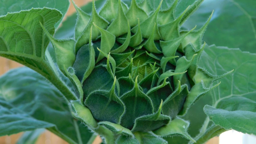 a close up of a flower head on a plant, earthship, resembling a crown, epicanthal fold, grey vegetables