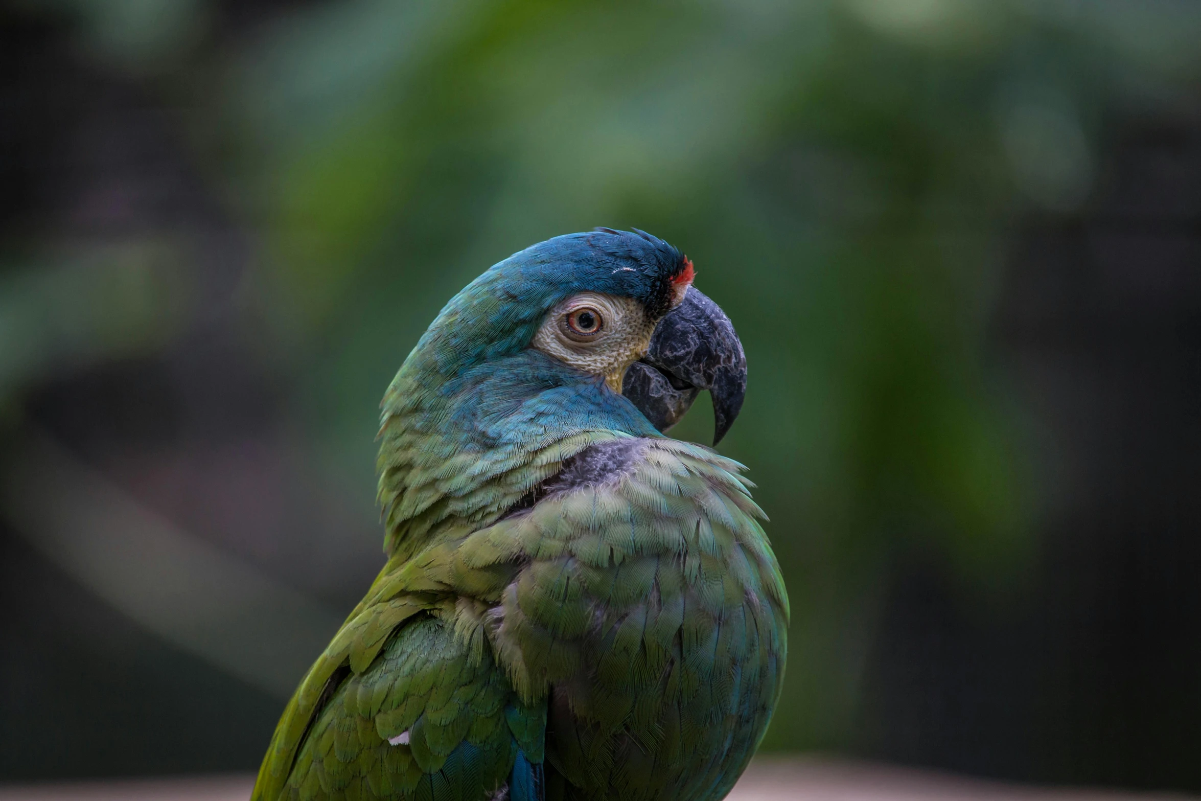 a green parrot sitting on top of a wooden table, a portrait, pexels contest winner, sumatraism, blue arara, multicoloured, muted green, instagram post