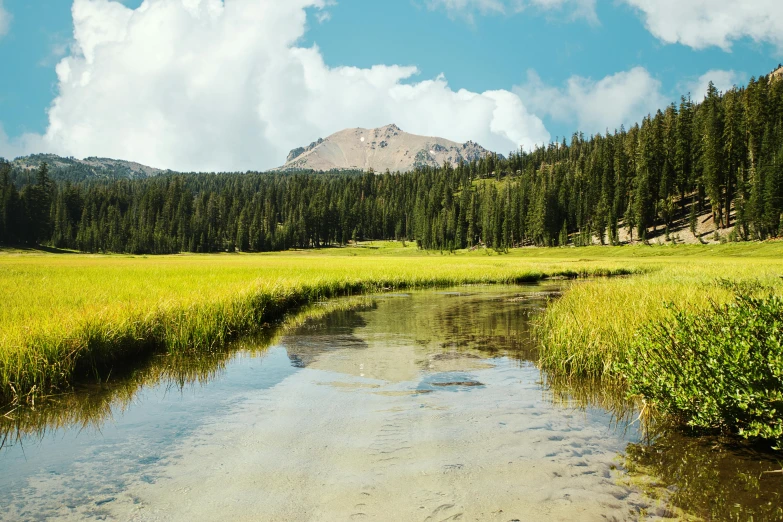 a stream surrounded by tall green grass and mountains