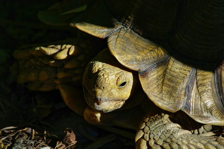 a close up of a turtle on the ground, a portrait, by Jan Tengnagel, pexels contest winner, shades of gold display naturally, wrinkly, amongst foliage, australian