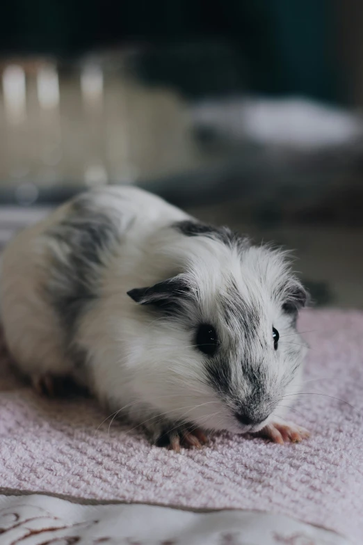 a guinea sitting on top of a pink towel, a black and white photo, trending on pexels, renaissance, white and grey, bun, piggy, on a velvet table cloth