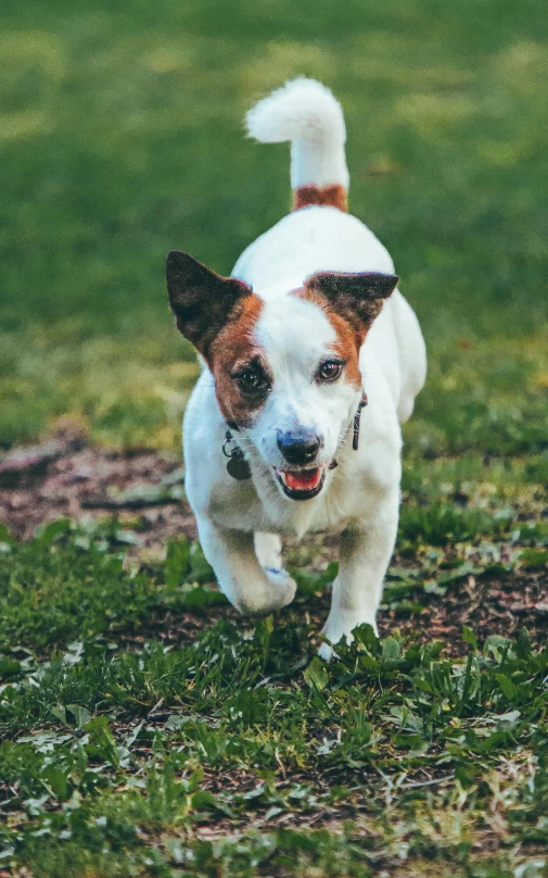 a dog running in the grass with a frisbee in its mouth, an album cover, pexels, square, jack russel dog, 7 0 mm photo, adopt