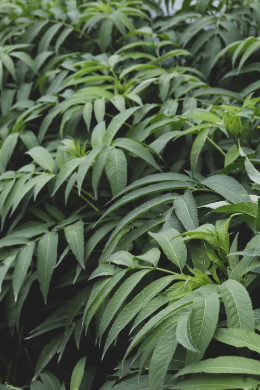 a field filled with lots of green plants, tropical leaves, medium close - up, loosely cropped, mango