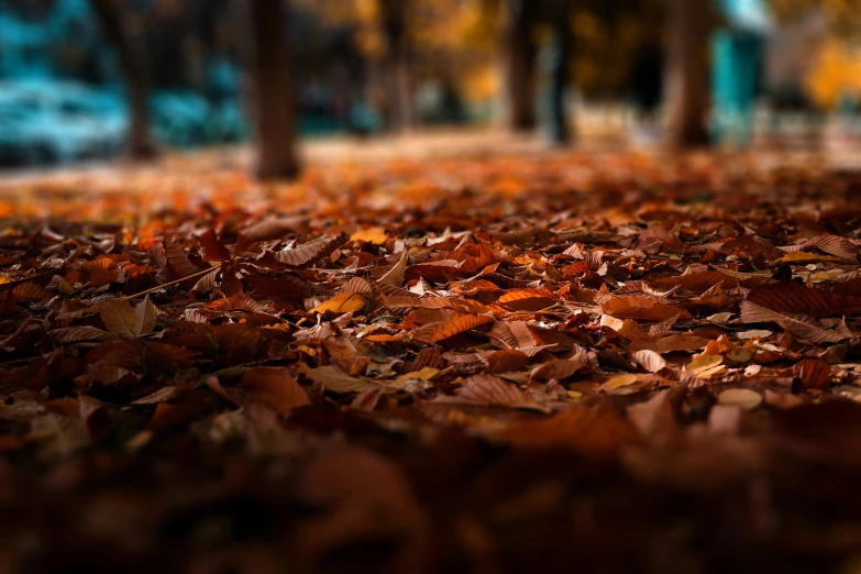 a tree in autumn is with many orange and yellow leaves