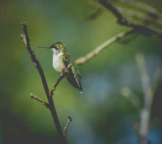 a hummingbird sitting on top of a tree branch, pexels contest winner, portrait of a small, post processed 4k, fine art print, female floating