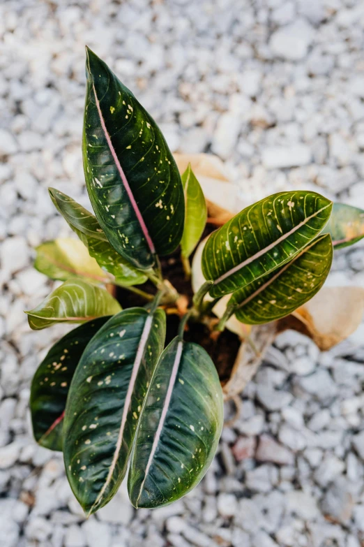 a close up of a plant with green leaves, caramel. rugged, vanilla, large highlights, full product shot