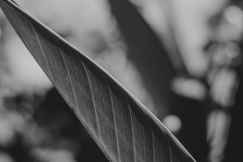 a black and white photo of a leaf, by Adam Marczyński, unsplash, blade of grass, tropical foliage, side view close up of a gaunt, closeup 4k