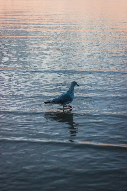 a bird sitting on the edge of the water