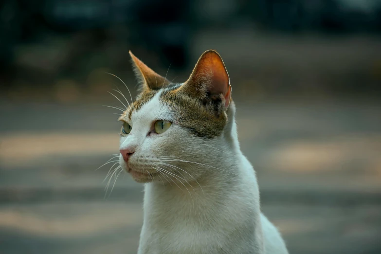 a close up of a cat with a blurry background, pexels contest winner, white neck visible, two pointed ears, side profile shot, high definition photo