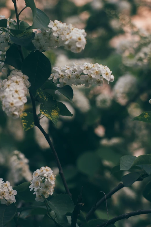 a bunch of white flowers sitting on top of a tree, inspired by Elsa Bleda, unsplash, low quality photo, background image, cinematic shot ar 9:16 -n 6 -g, vine and plants and flowers