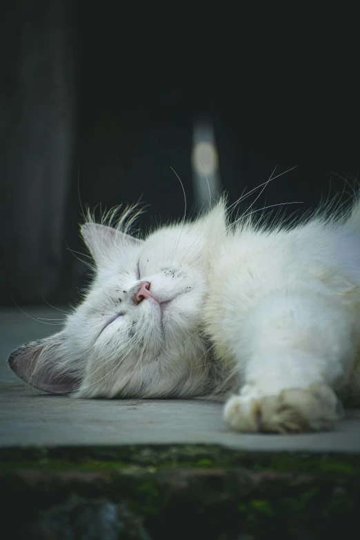 a white cat is sleeping on the ground, inspired by Elsa Bleda, pexels contest winner, renaissance, bedhead, satisfied pose, music video, instagram picture