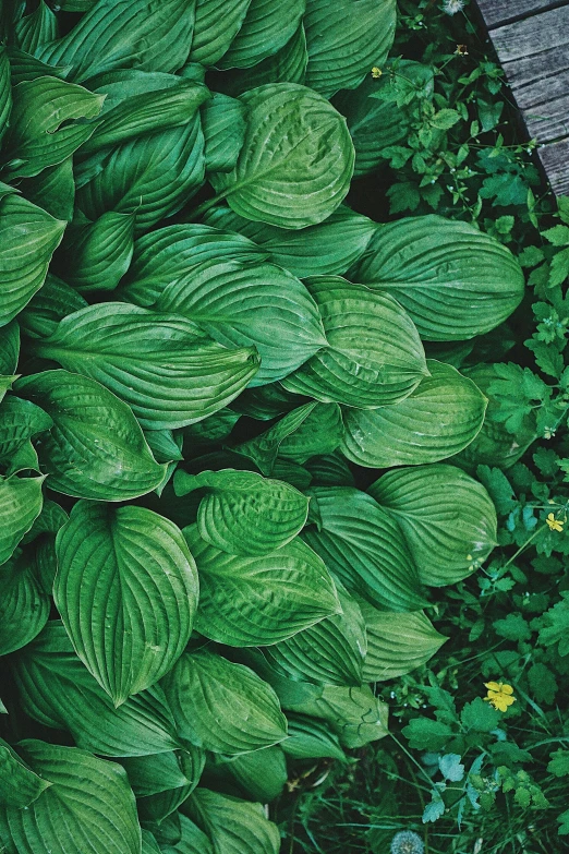 a close up of a bunch of green leaves, award - winning crisp details ”, placed in a lush forest, lily petals, lined up horizontally