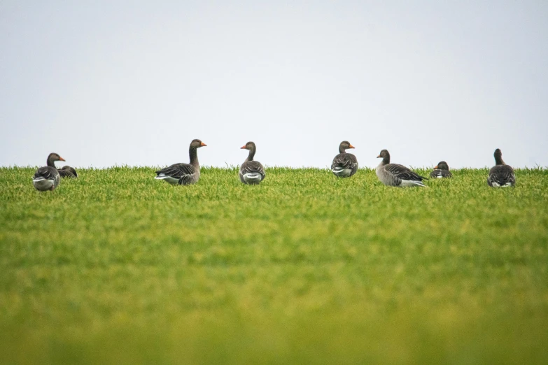 a bunch of ducks that are standing in the grass