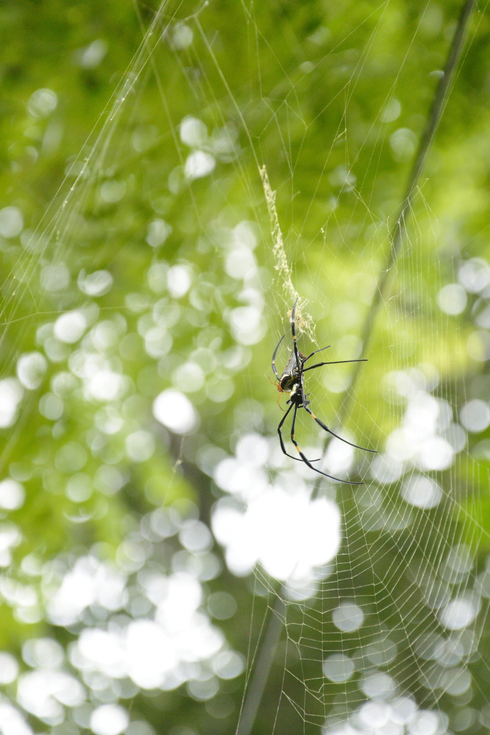 a spider that is sitting in the middle of a web, by Niko Henrichon, lush surroundings, adi meyers, photograph, long