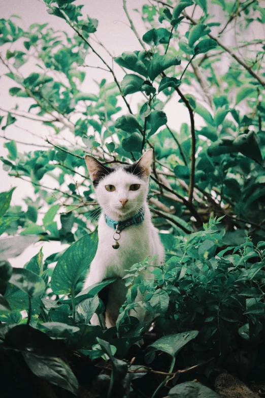 a white cat standing on top of a lush green field, a colorized photo, unsplash, sitting on a leaf, wearing collar, trending on vsco, on a tree