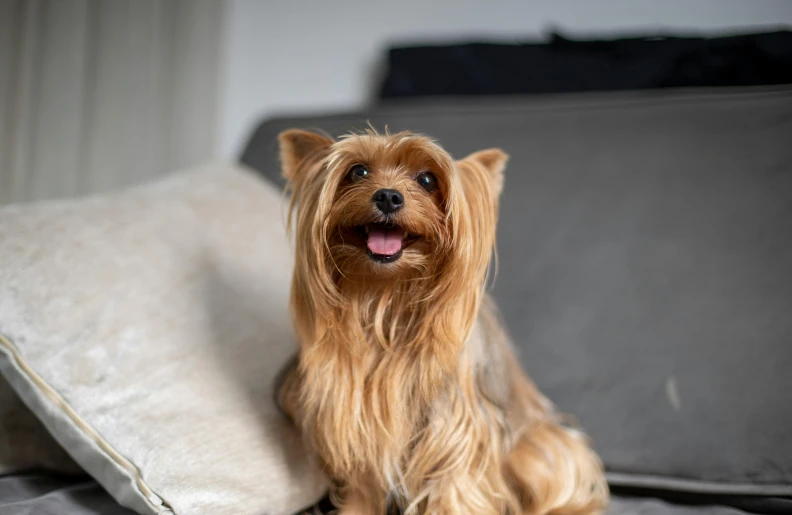 a small brown dog sitting on top of a pillow, by Emma Andijewska, pexels contest winner, yorkshire terrier, tongue out, sitting in a lounge, smiling confidently