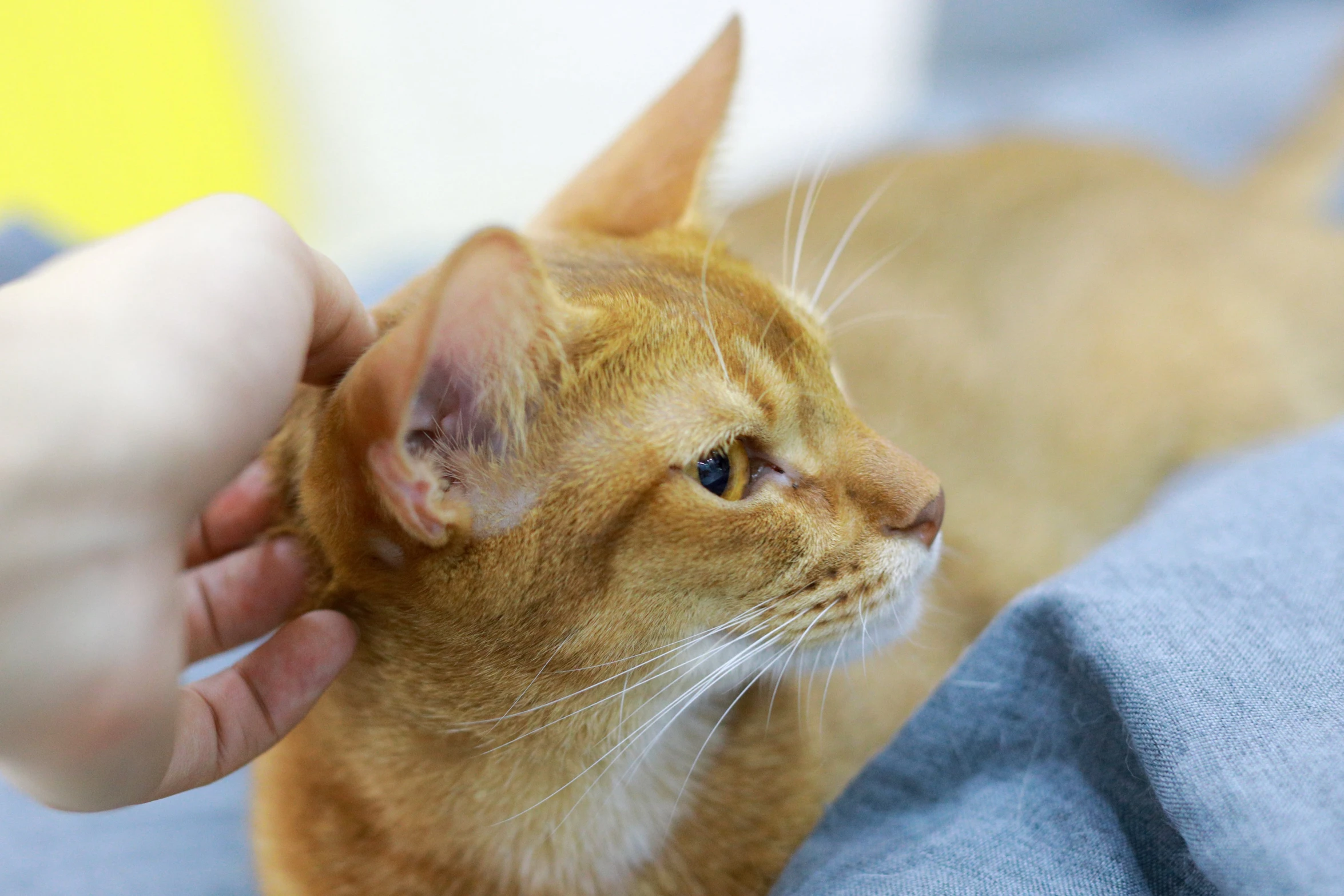 a close up of a person petting a cat, left ear, marmalade, cysts, thin antennae