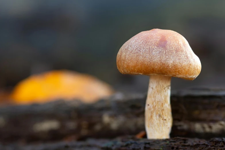 a close up of a mushroom on a log, by Jesper Knudsen, unsplash, fan favorite, vibrant but dreary orange, natural realistic render, close up front view