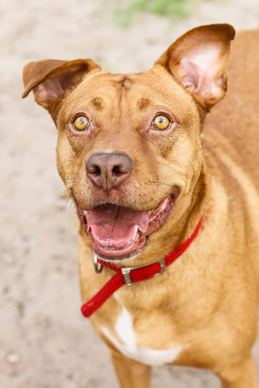 a brown and white dog with a red collar, a portrait, by Bernie D’Andrea, shutterstock contest winner, happily smiling at the camera, pits, photo of a model, caramel