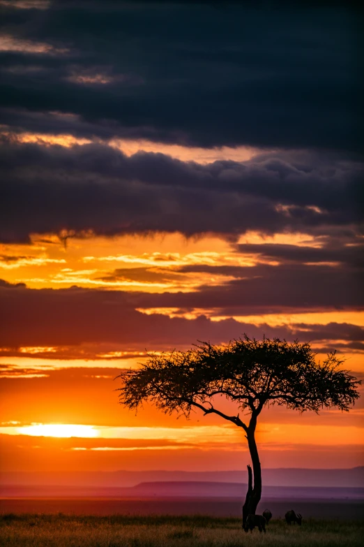 a lone tree sitting on top of a grass covered field, by Peter Churcher, unsplash contest winner, unmistakably kenyan, sunsetting color, nat geo, savannah