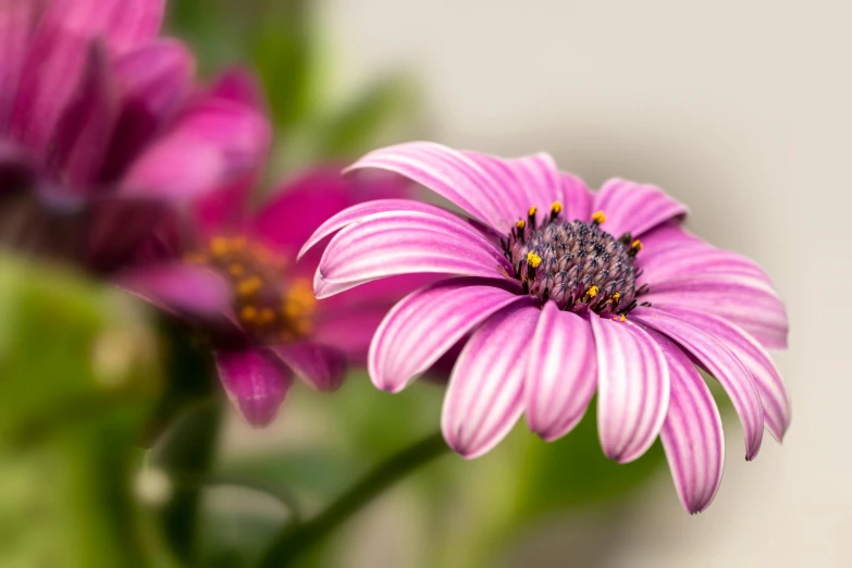 a close up of a flower with a blurry background, by Mandy Jurgens, pexels contest winner, magenta, shallow depth of field hdr 8 k, small depth of field, coloured