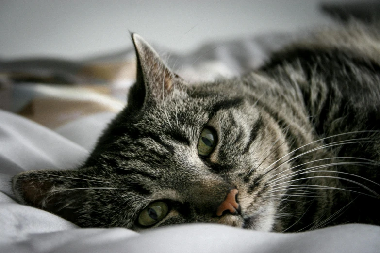 a close up of a cat laying on a bed, grey, scowl, instagram photo, 4k photo”