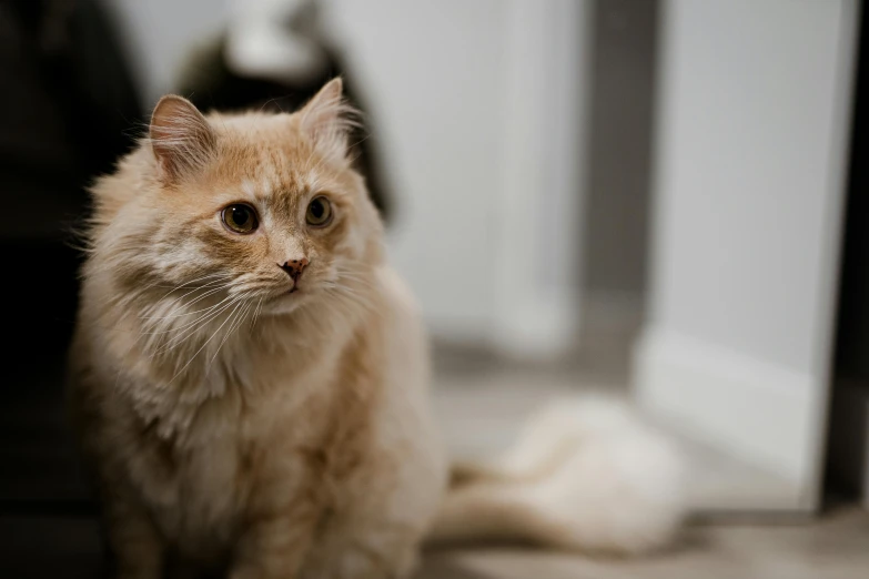 a cat sitting on the floor looking at the camera, fluffy orange skin, two male, subtle detailing, high-quality photo