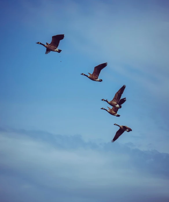 a flock of birds flying through a blue sky, by Jacob Duck, pexels contest winner, a cosmic canada goose, bird\'s eye view, four wings, 🦩🪐🐞👩🏻🦳