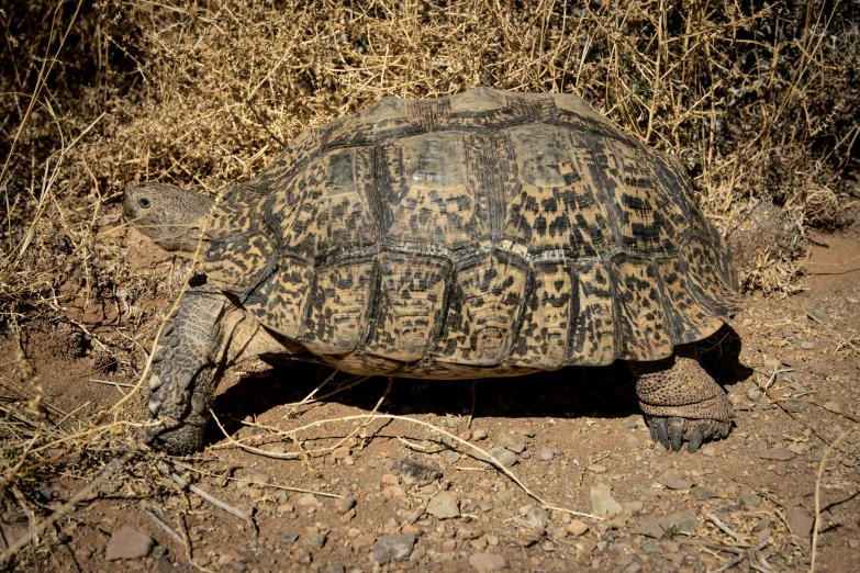 a close up of a turtle on a dirt ground, by Gwen Barnard, hurufiyya, samburu, けもの, gray mottled skin, adult